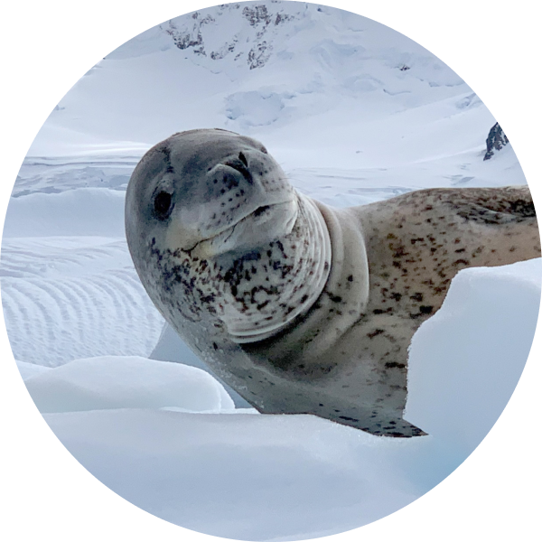 食蟹海豹 Crabeater Seal